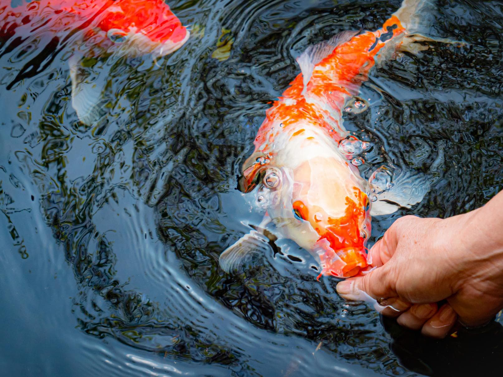 [035] Lakeside Koi