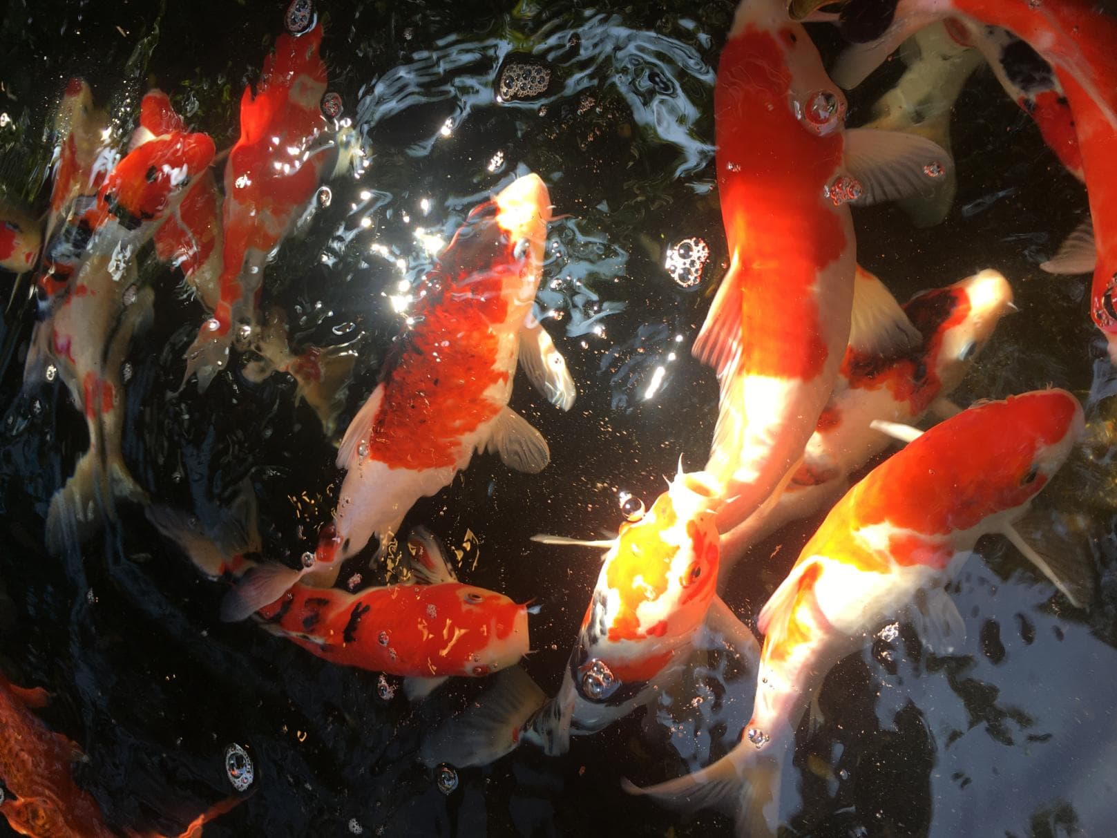 [036] Lakeside Koi