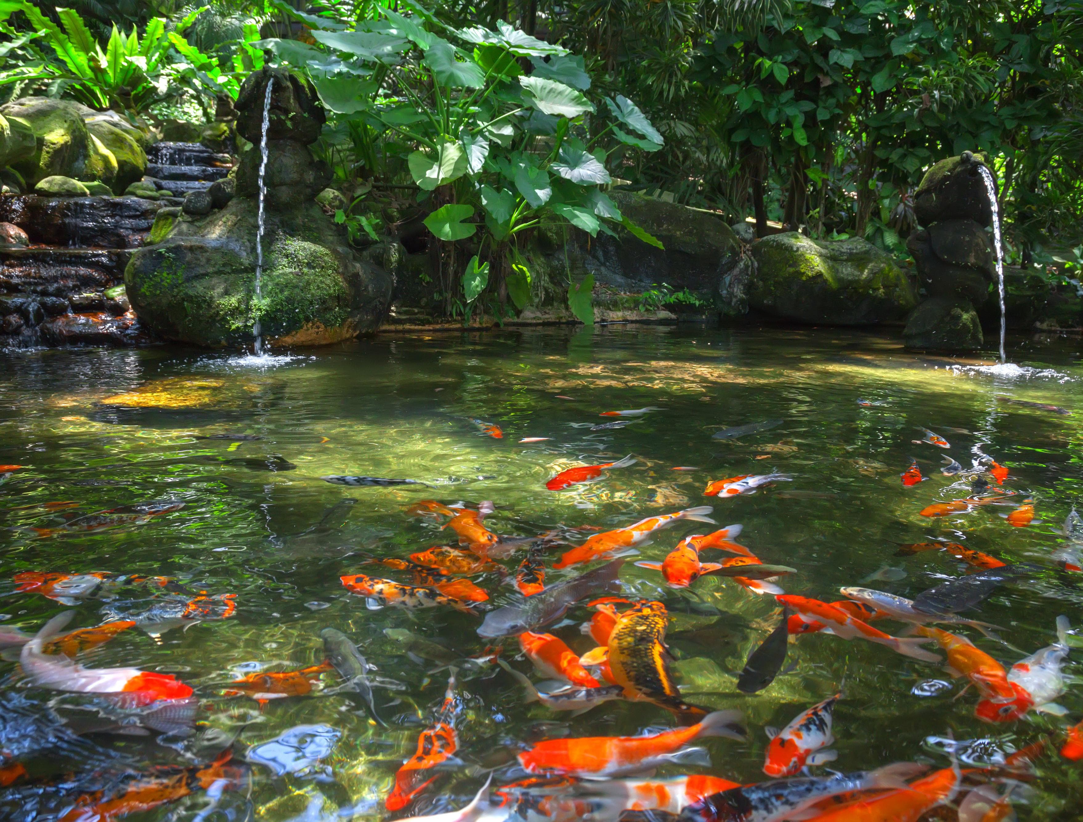 [034] Lakeside Koi