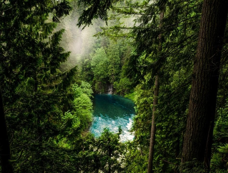 Into the Wild